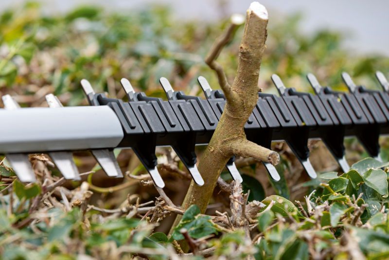 树篱修剪机的刀片正在剪断绿叶间的粗树枝。.